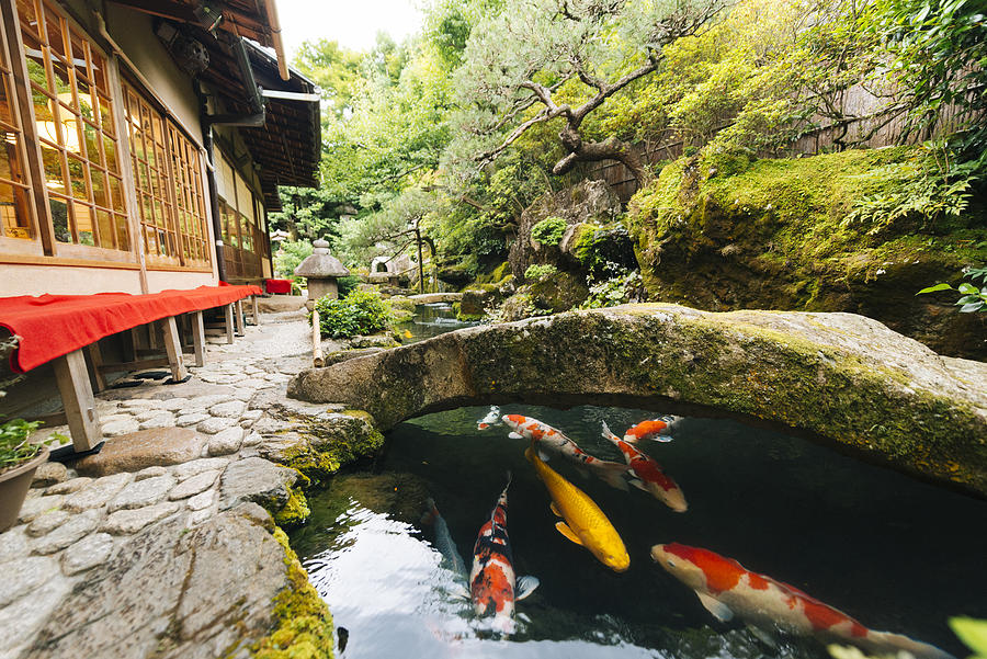 Japanese Koi Pond and Garden Outside Kyoto Japan Kissaten Restaurant Photograph by Boogich