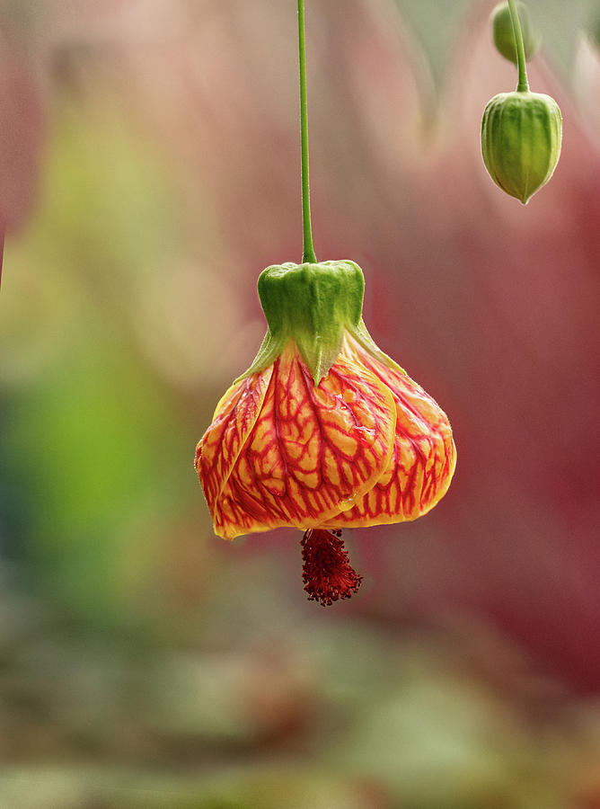Flower Photograph - Japanese Latern by Mary Jo Allen Flower Photograph - Japanese Latern by Mary Jo Allen