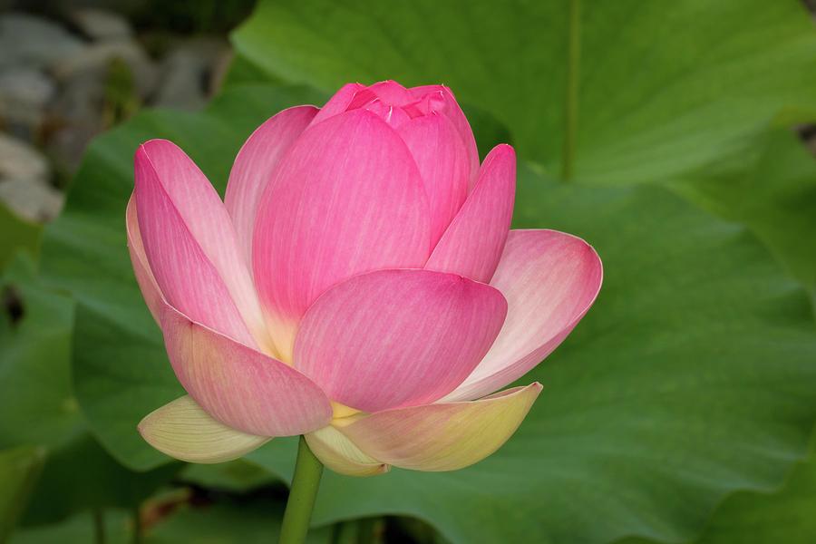 Japanese Lotus Almost Ready to Bloom Photograph by Liza Eckardt