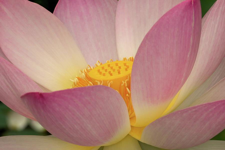 Japanese Lotus in Full Bloom Photograph by Liza Eckardt