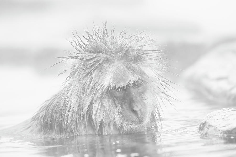  Japanese macaque Photograph by Kiran Joshi