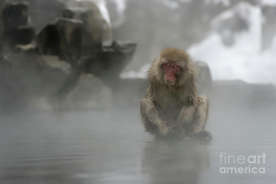 Japanese Macaque Snow Monkey Sleeping in Hot Spring Pool Photograph by Tom Schwabel