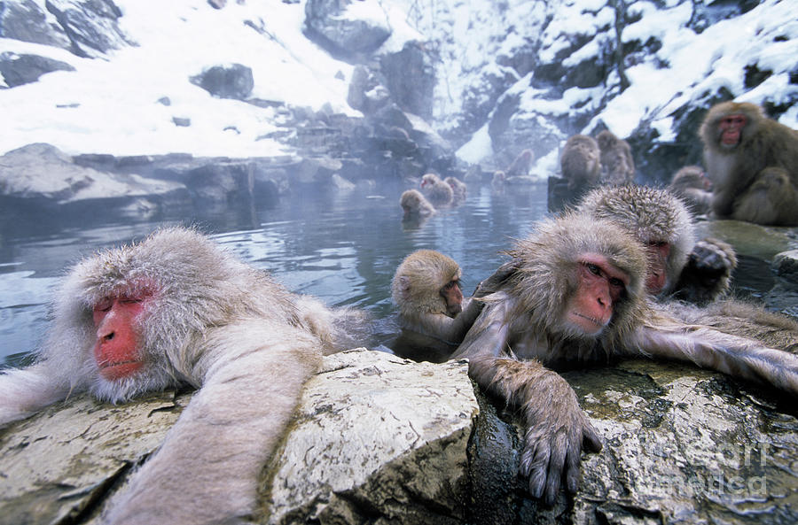 Japanese Macaques Soaking Photograph by Ingo Arndt - Fine Art America