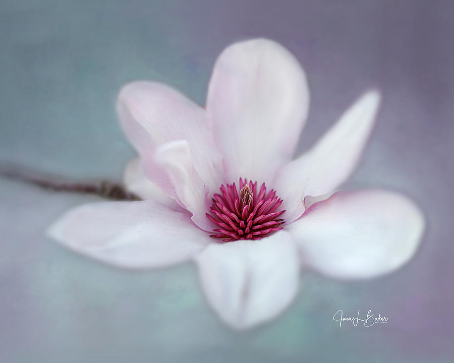 Japanese Magnolia Photograph by Joan Baker