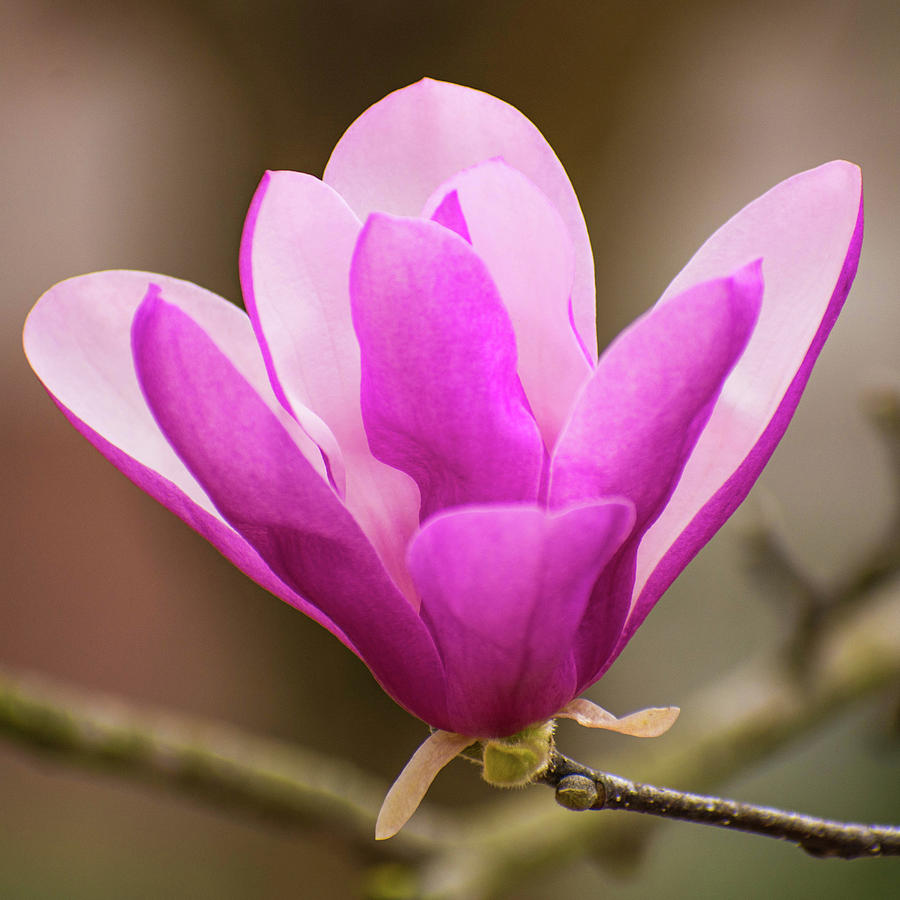 Japanese Magnolia Square Photograph by Mary Ann Artz