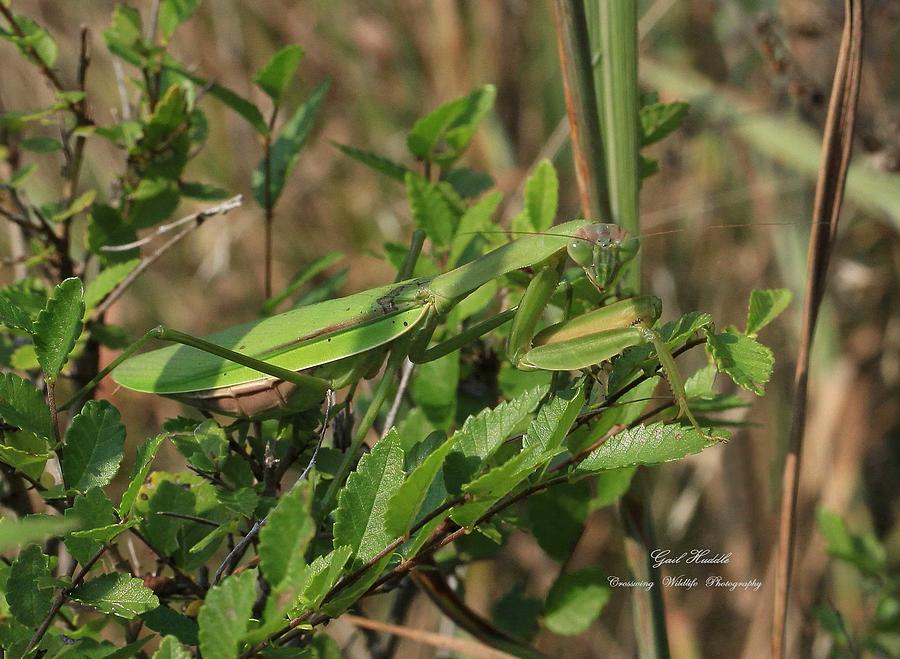 Japanese Mantid 2 Photograph By Gail Huddle Pixels