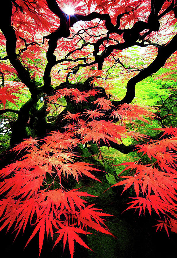 Japanese Maple 01 Red and Green Digital Art by Matthias Hauser