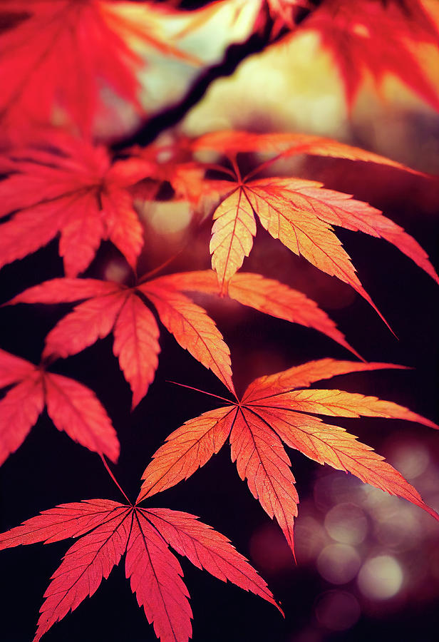 Japanese Maple 02 Red Leaves Digital Art by Matthias Hauser