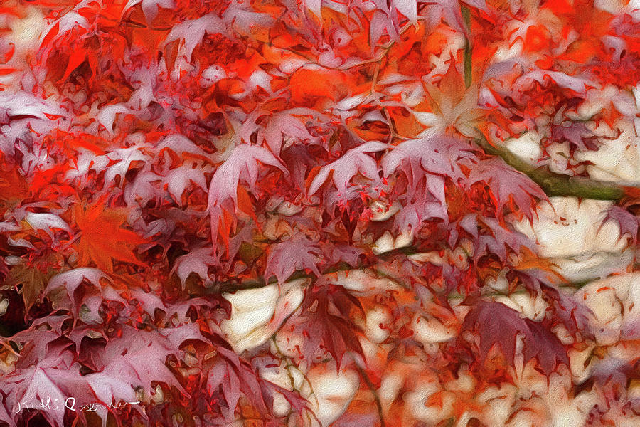 Japanese Maple Abstract Photograph by Kathi Isserman