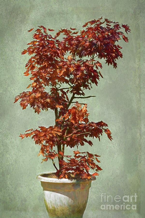 Japanese Maple - Acer palmatum Photograph by Yvonne Johnstone