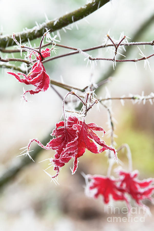 Japanese Maple Bloodgood Foliage in the Frost Photograph by Tim Gainey