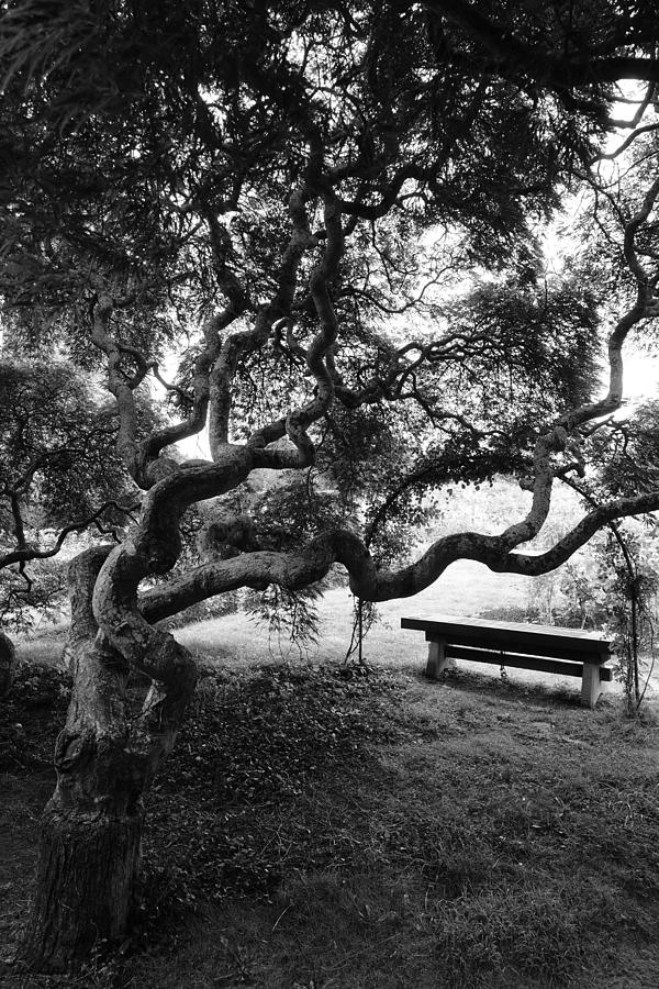 Japanese Maple BW Photograph by Patricia Caron