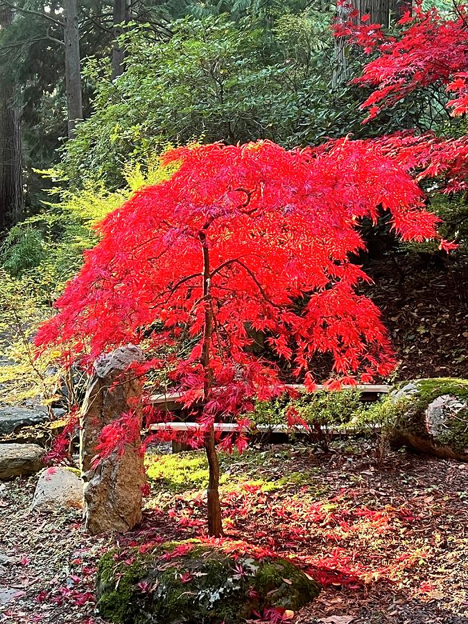 Japanese Maple Photograph by Daniel Butterworth - Fine Art America