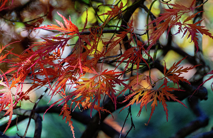 Japanese Maple Fall Colors 2 Photograph