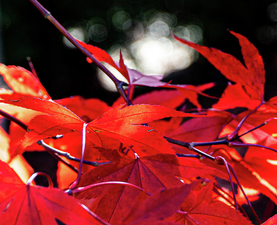 Japanese Maple Fall Colors Photograph