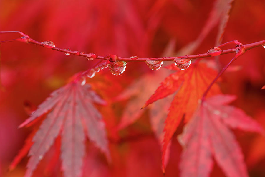 Japanese Maple in the Rain by Robert Potts Japanese Maple in the Rain by Robert Potts