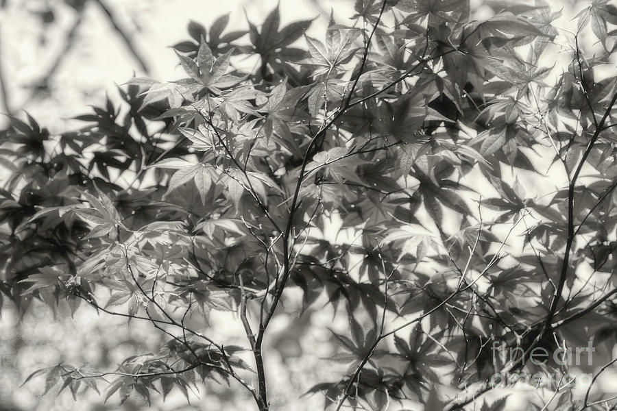 Japanese Maple Photograph by Joan Bertucci