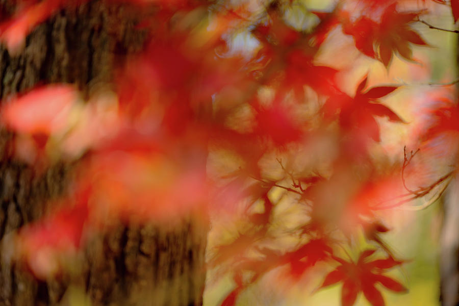 Japanese Maple Photograph by John Harding