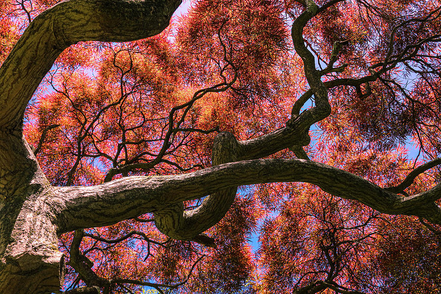 Japanese Maple Photograph by John Linnemeyer