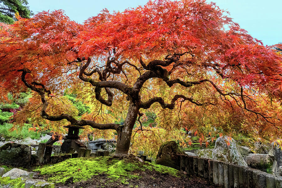 Japanese Maple Photograph by Larey McDaniel