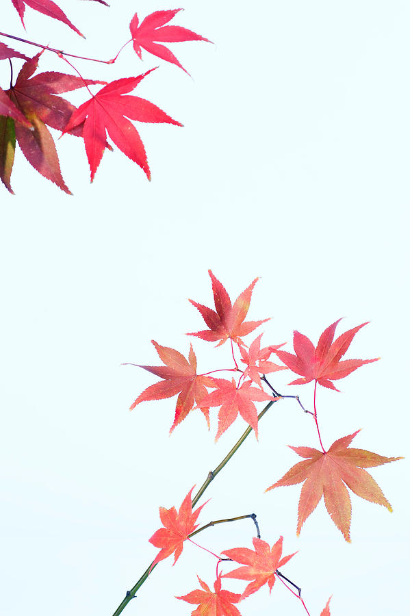 Japanese maple leafs in shades of pink Photograph by Shuntaro Hosokawa