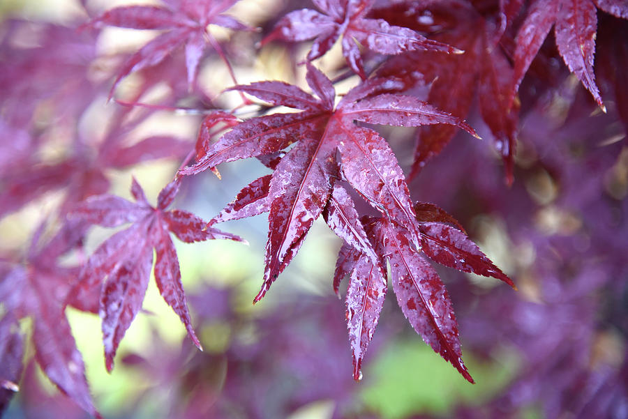 Japanese Maple Photograph by Leanna Kotter
