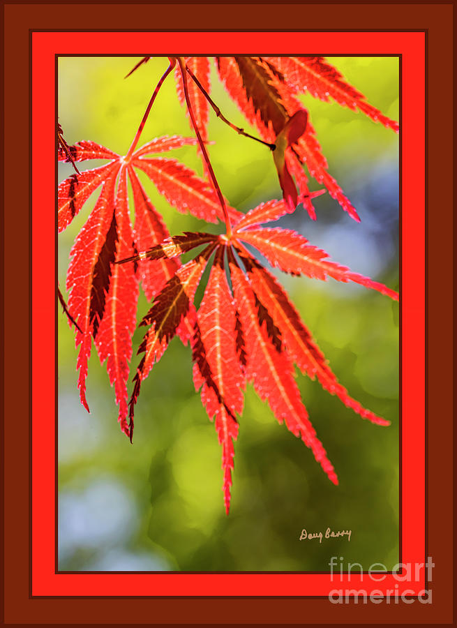 japanese for leaf on the wind japanese for leaf on the wind