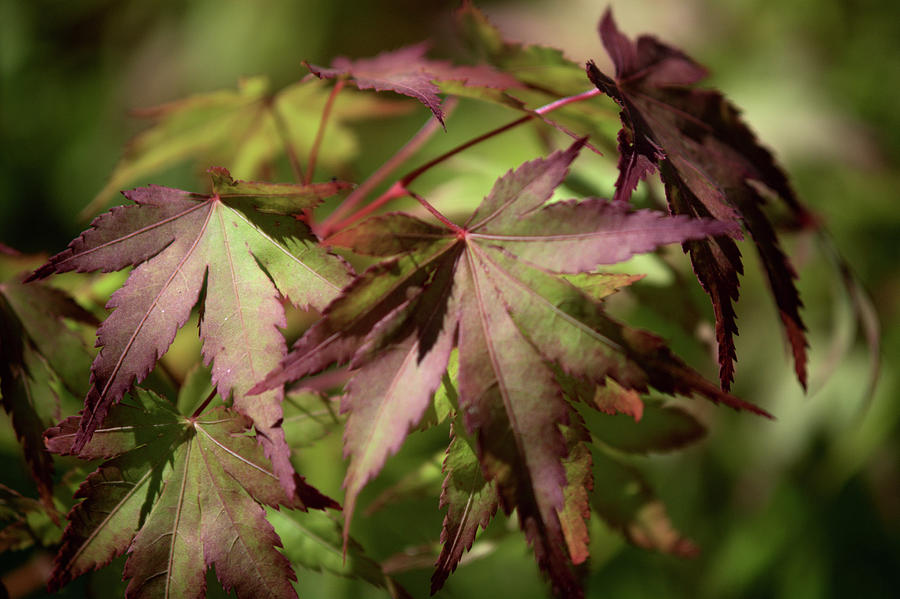 Japanese Maple Leaves Photograph