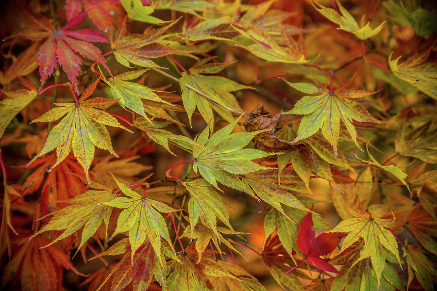 Japanese Maple Leaves Photograph