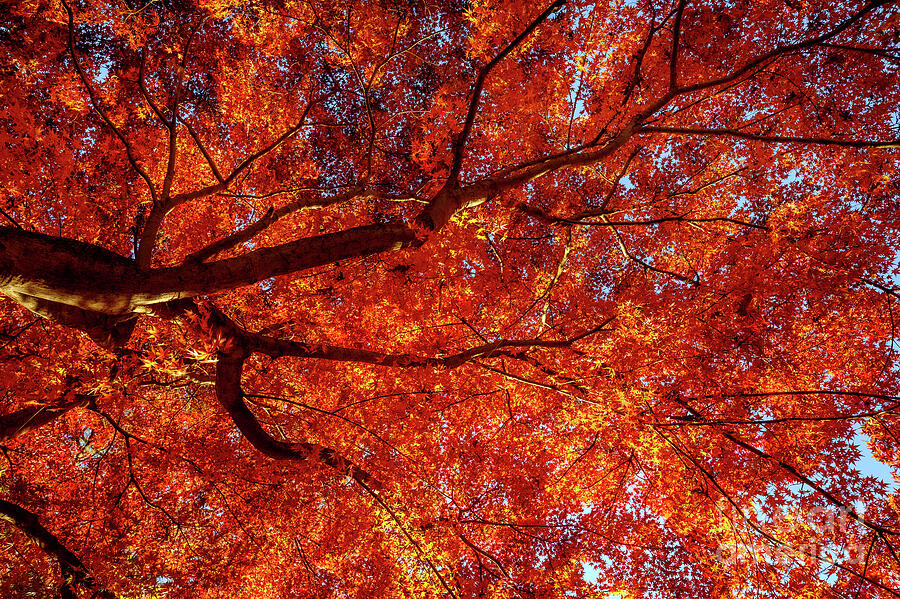 Fall Photograph - Japanese Maple by Lynn Welles