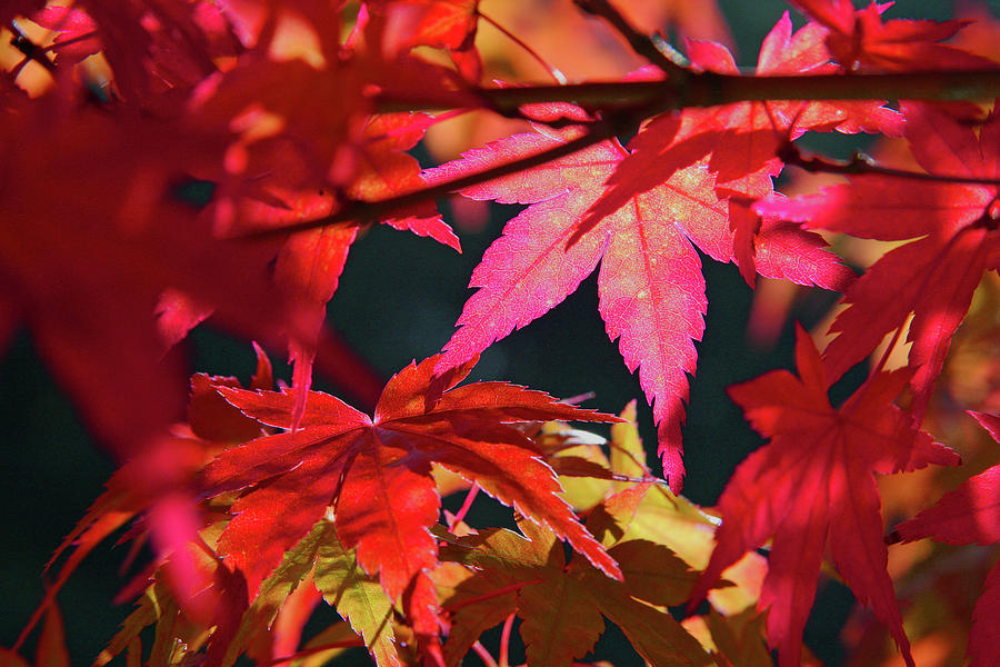 Japanese Maple No. 1 Photograph by Steve Raley