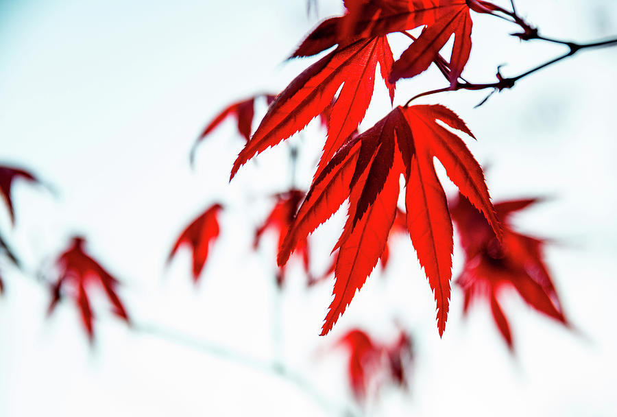 Japanese Maple Photograph by Pelo Blanco Photo