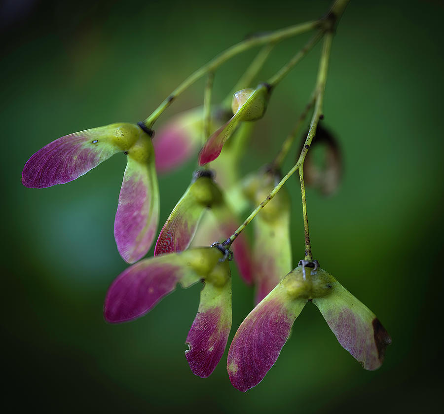 Japanese Maple Seeds Photograph by Norman Reid