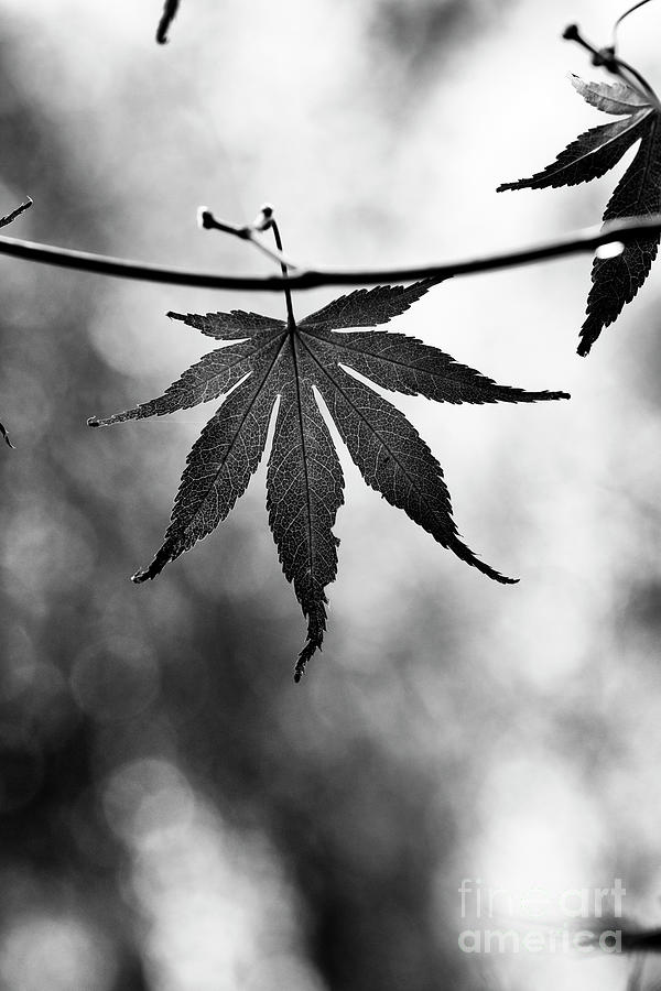 Japanese Maple Sumi-nagashi Tree Leaf in Autumn Monochrome Photograph by Tim Gainey