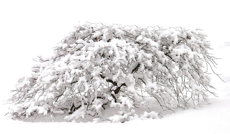 Japanese Maple Tree Covered In Snow Image Of Bloodgood Japanese Maple, 3 Photograph