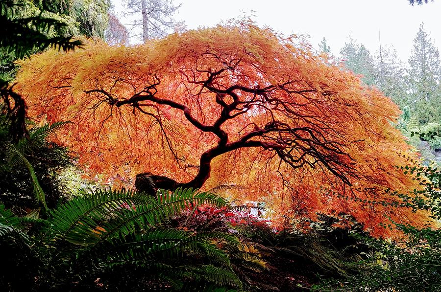 Japanese Maple Tree Photograph by Darrell MacIver