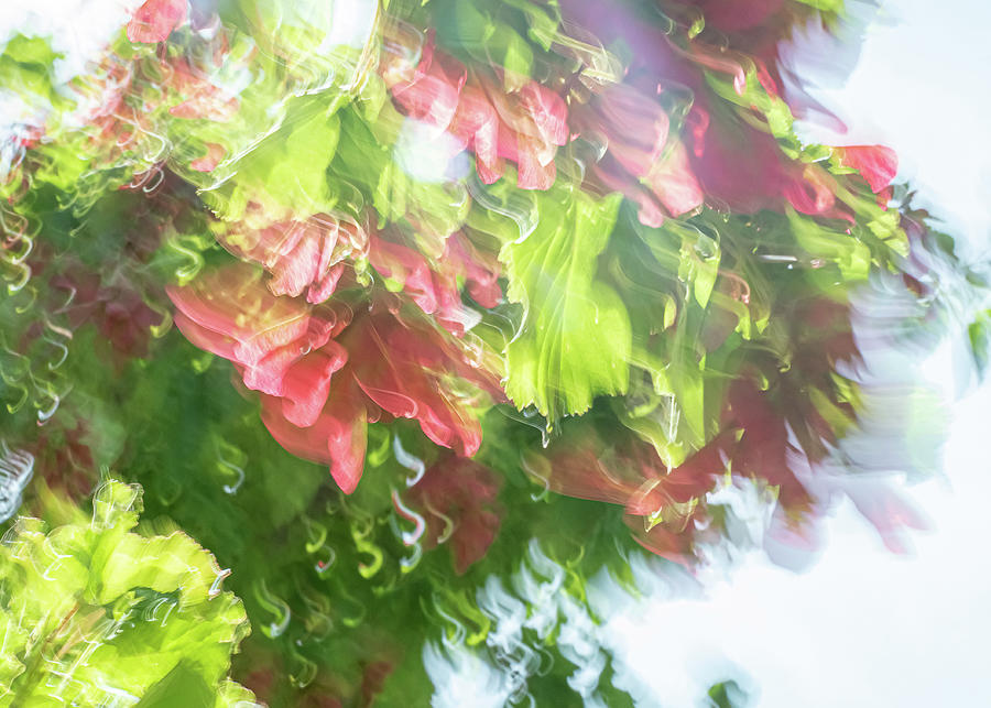 Japanese Maple Tree Flowers ICM 03 Photograph by Dutch Bieber