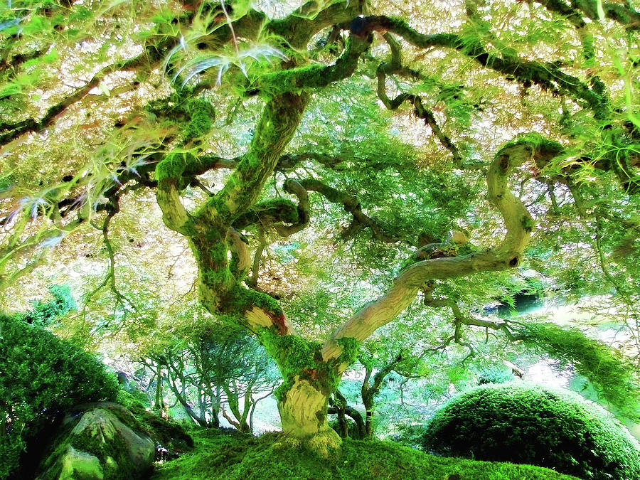 Tree Photograph - Japanese Maple Tree II by Athena Mckinzie