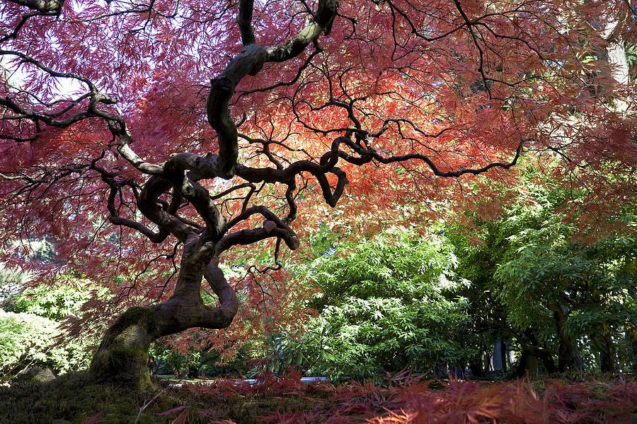 Japanese Maple Tree in Autumn Photograph by KingWu