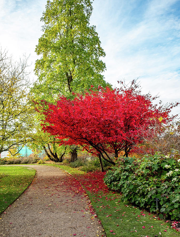 Japanese Maple tree in Cambridge Botanical Gardens Photograph by Chris Yaxley