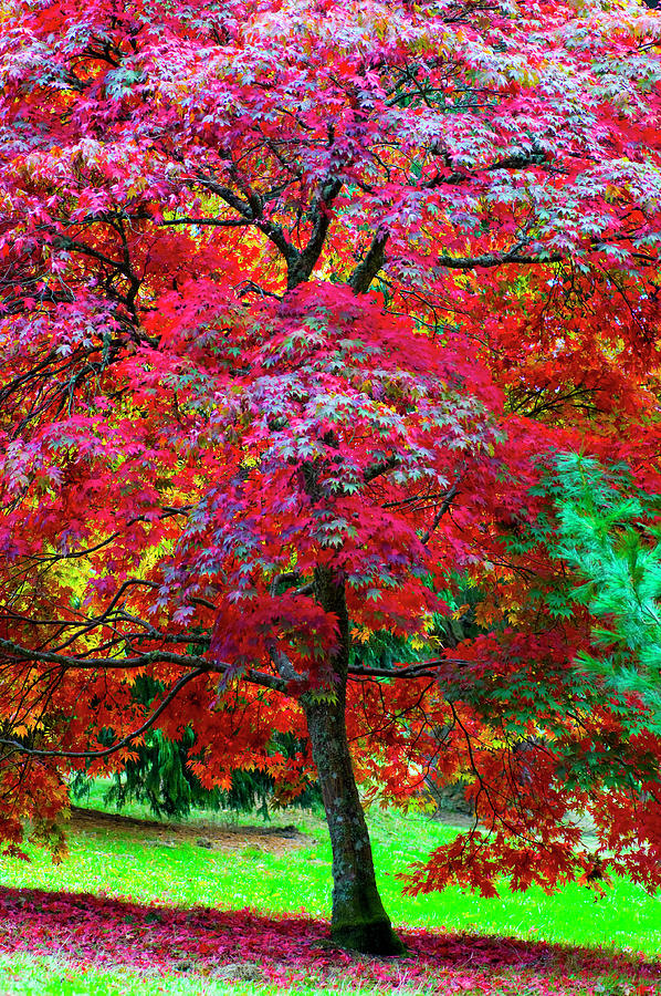 Japanese Maple Tree Photograph by Jean Kelly - Fine Art America