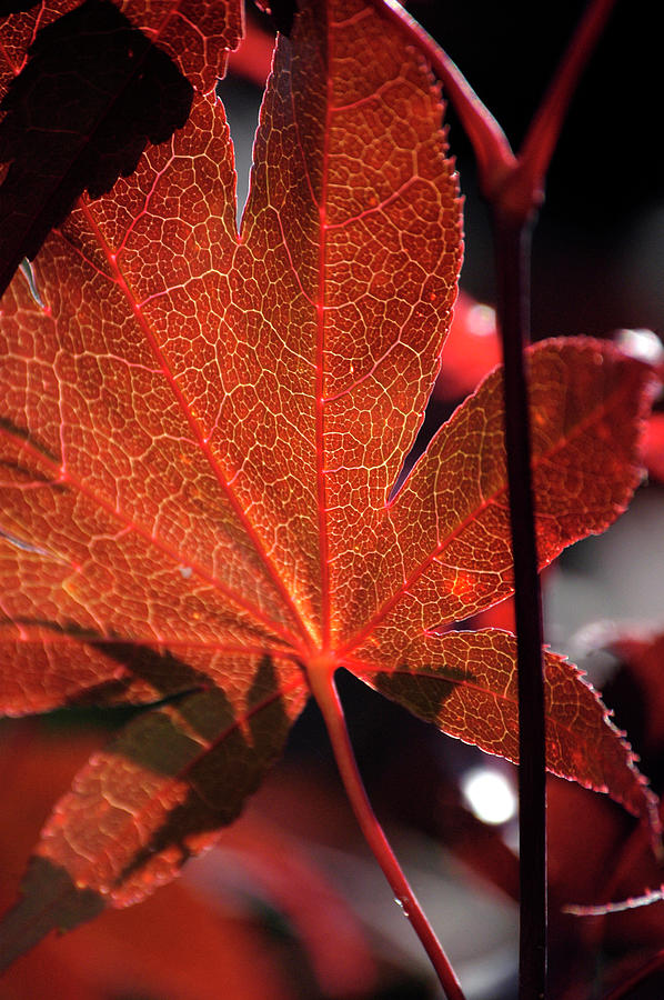 Tree Photograph - Japanese maple tree leaf red acer palmatum dorset england by Loren Dowding