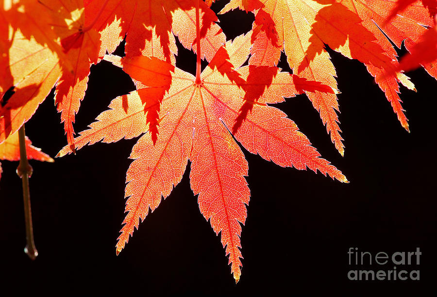 Japanese Maple Tree Leaves Photograph by Sandi OReilly