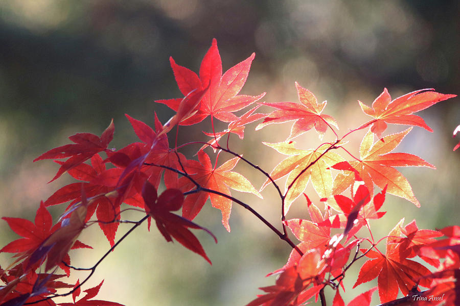 Japanese Maple  Photograph by Trina Ansel