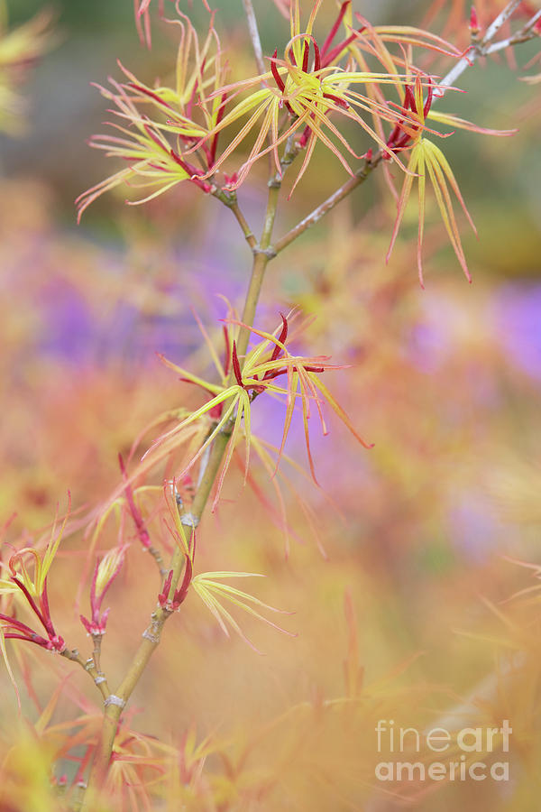 Japanese Maple Villa Taranto Leaves in Spring Photograph by Tim Gainey