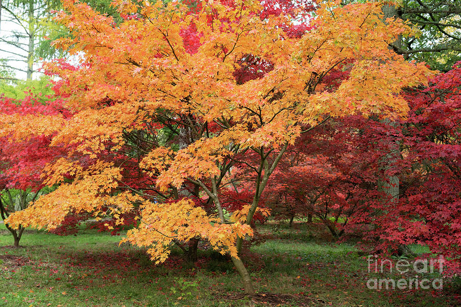 Japanese Maple Yugure Trees in Autumn Photograph by Tim Gainey