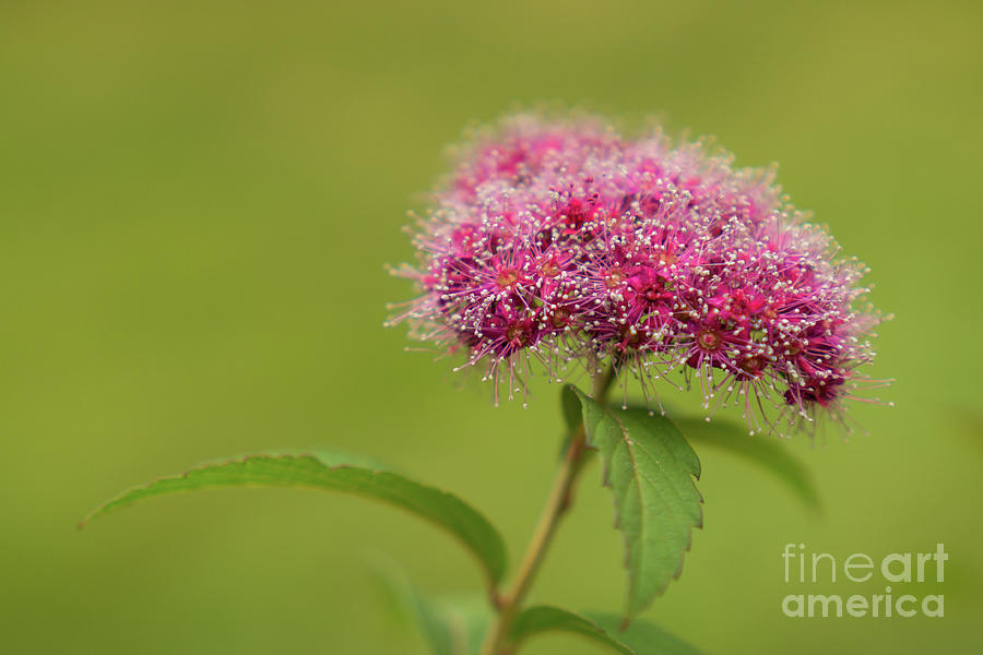 Summer Photograph - Japanese Meadowsweet Blossom #1 by Nancy Gleason