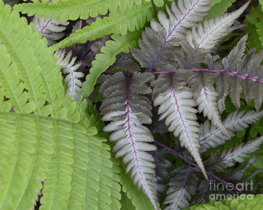 Japanese Painted Fern Photograph