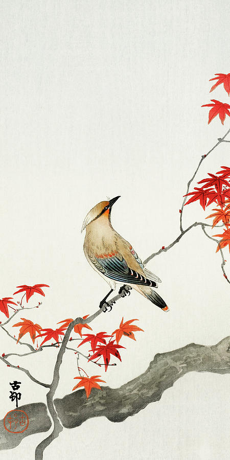 Ohara Koson Painting - Japanese plague bird on maple by Ohara Koson