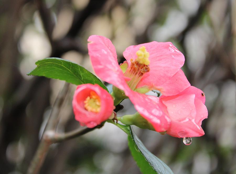 Japanese quince Photograph by Vesna Martinjak